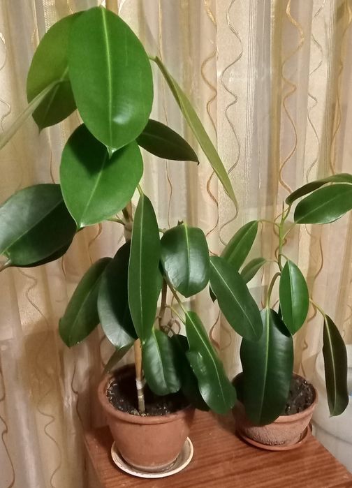 Фикус  каучуконосный.