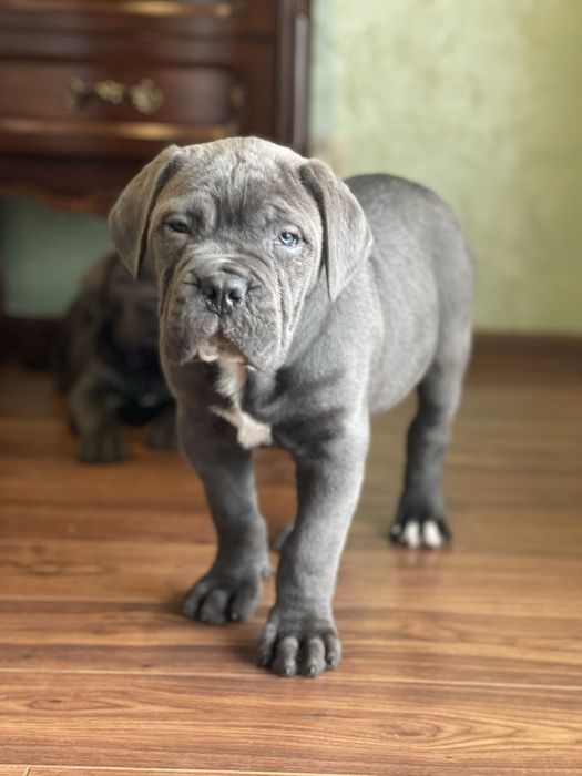 Елітні щеночки Cane corso-сірого окрасу