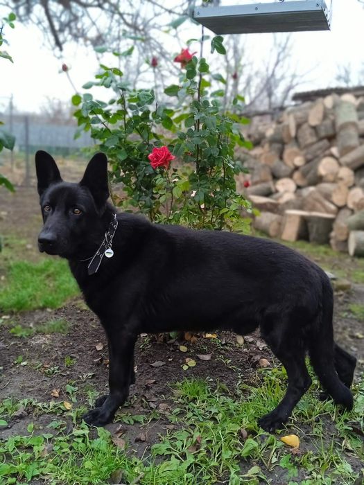 Вязка черная немецкая овчарка