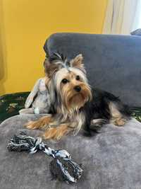 Yorkshire terrier (piesek)