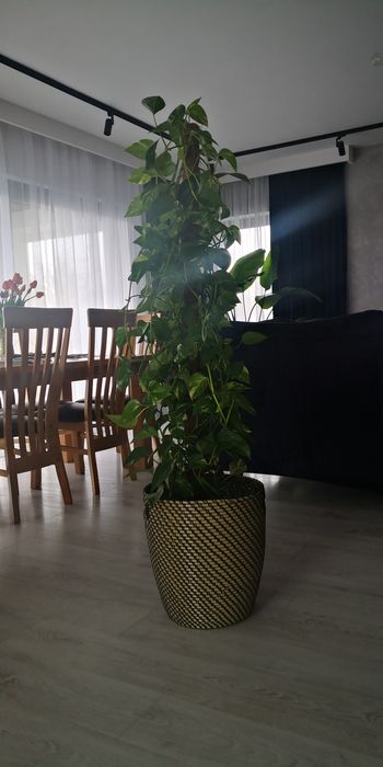 Epipremnum złociste duża roślina
