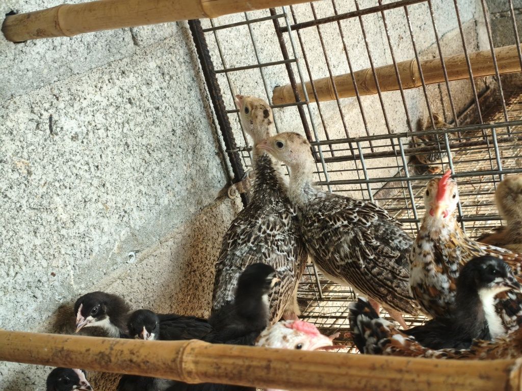 Vendo  garnizas e pintainhos Brahma