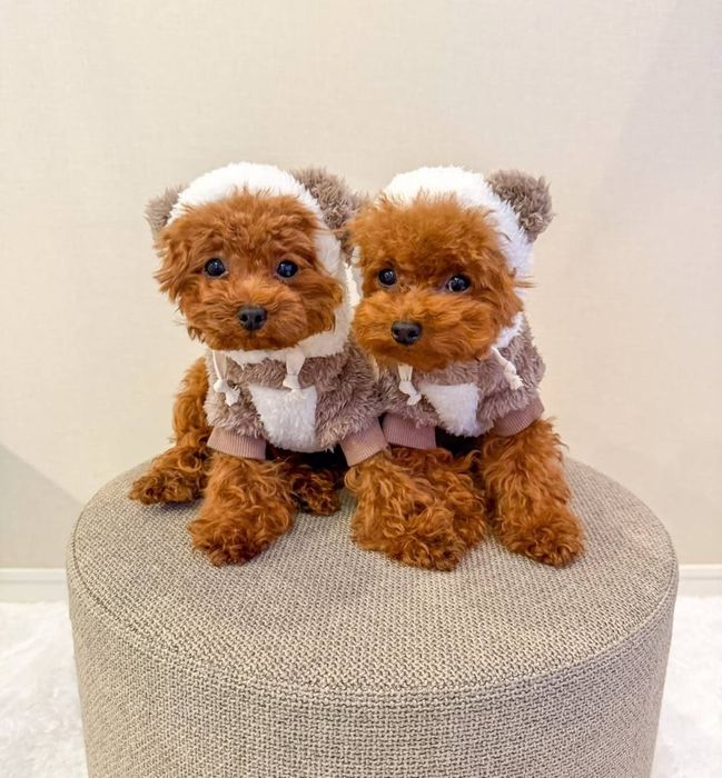 Малюки той пудель ,вибІр