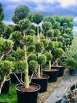 Bonsai 7-9 -11 kul Wys. 200 do 250 cm Cena 1450 zł