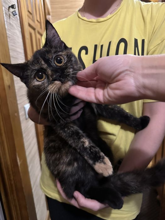 Отдам кошку черепахового окраса, девочка, молодая, нашли на гагарина