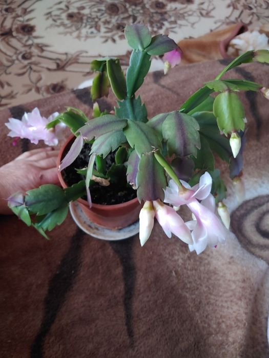 Продам рождественник