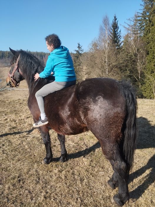 Sprzedam  slaska klacz