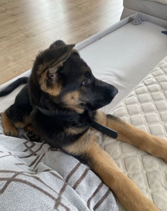 Цуценята німецької вівчарки