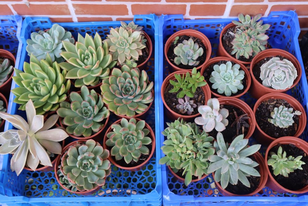 Vendo suculentas