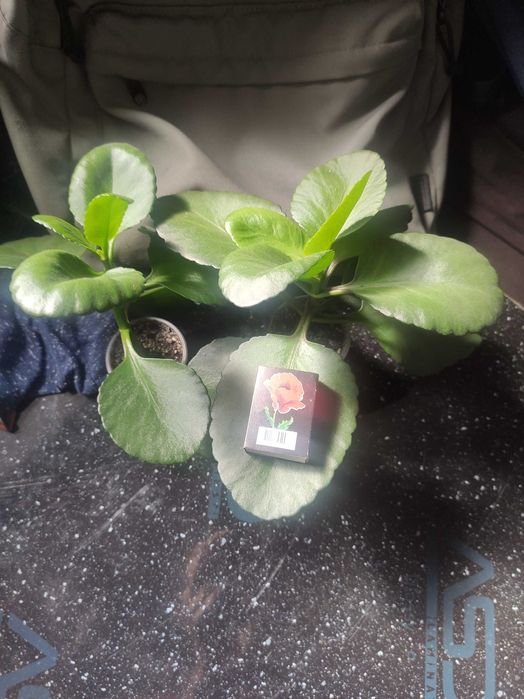 Каланхое, квіти, квітка