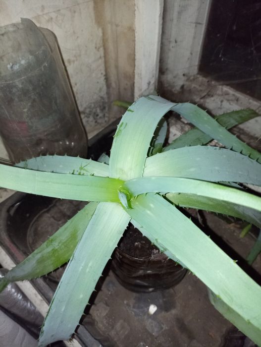 Каланхое лечебное