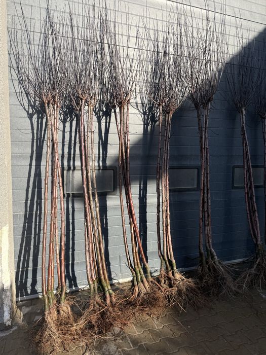 Sliwa wisniowa Pisardii pien 180-220cm