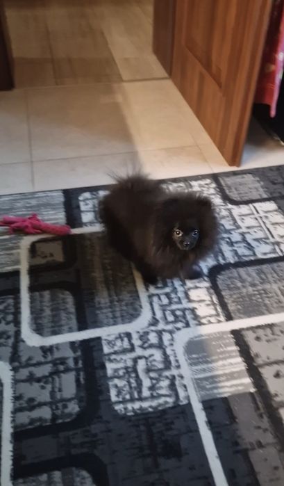 Pomeranian/szpic miniaturowy sunia,czarna kruszynka do 2 kg