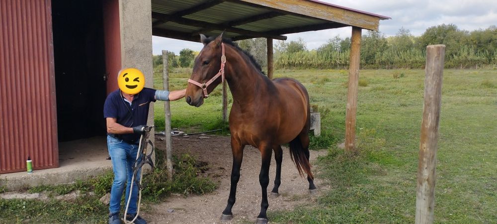 Poldra lusitano PSL