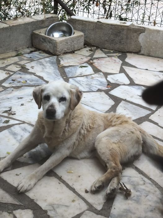 Ajuda para Labradora velhinha