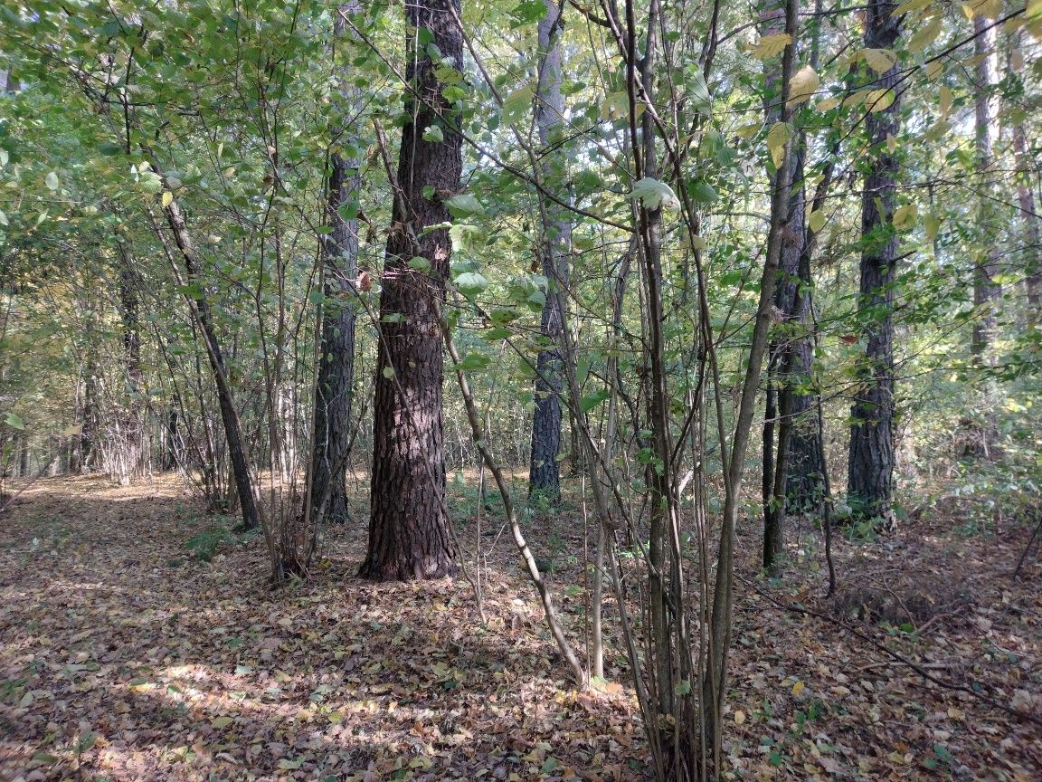 Bardzo ładna działka leśna na wzniesieniu z widokiem Podlasie 0.9ha