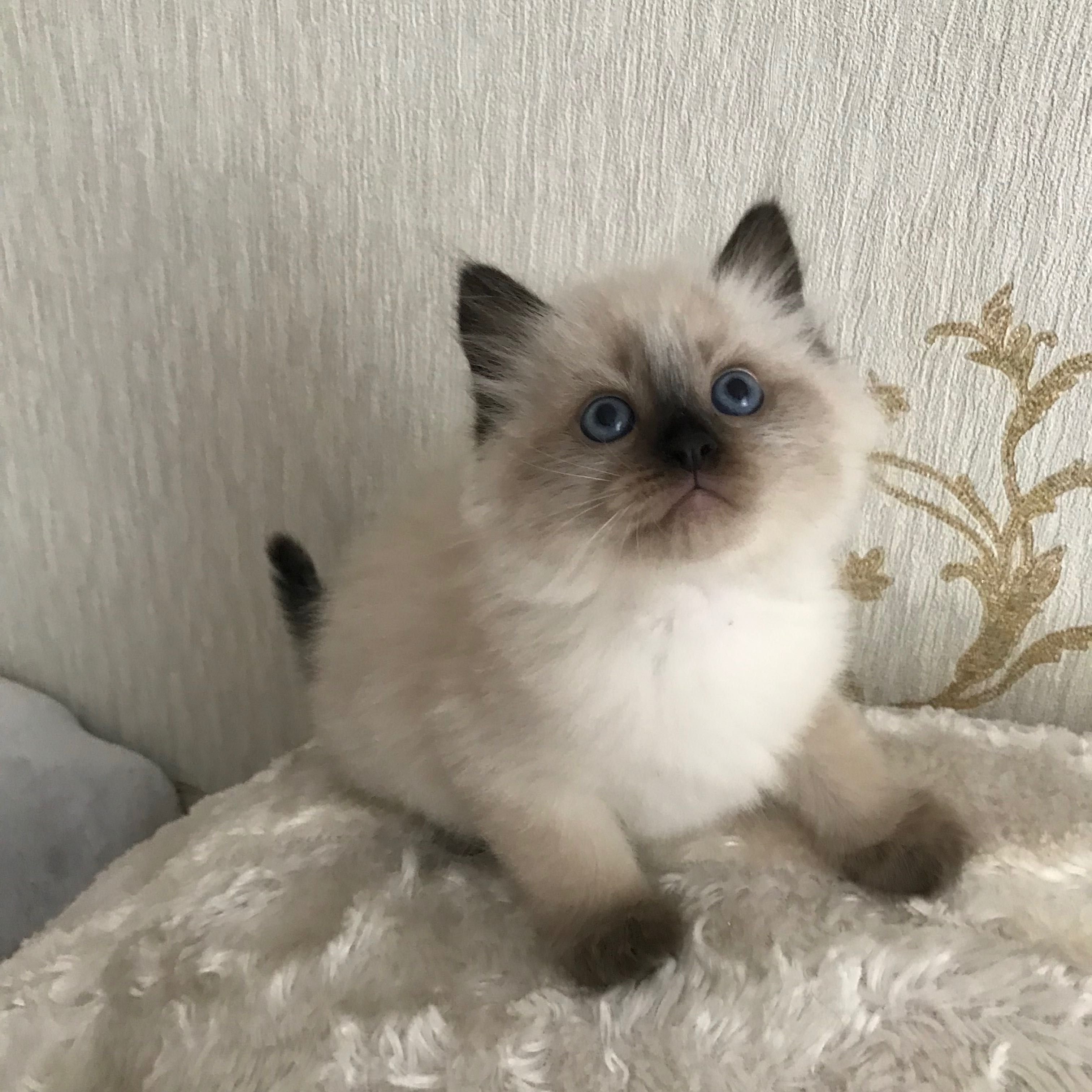 Котёнок породы Рэгдолл возраст 1,3 мес
