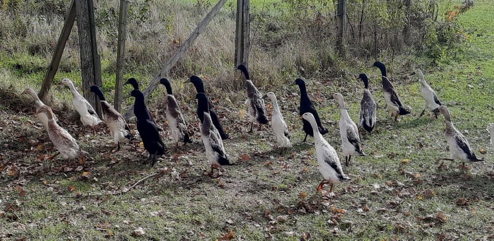 Biegus indyjski KACZORY srebrne i szmaragdowe