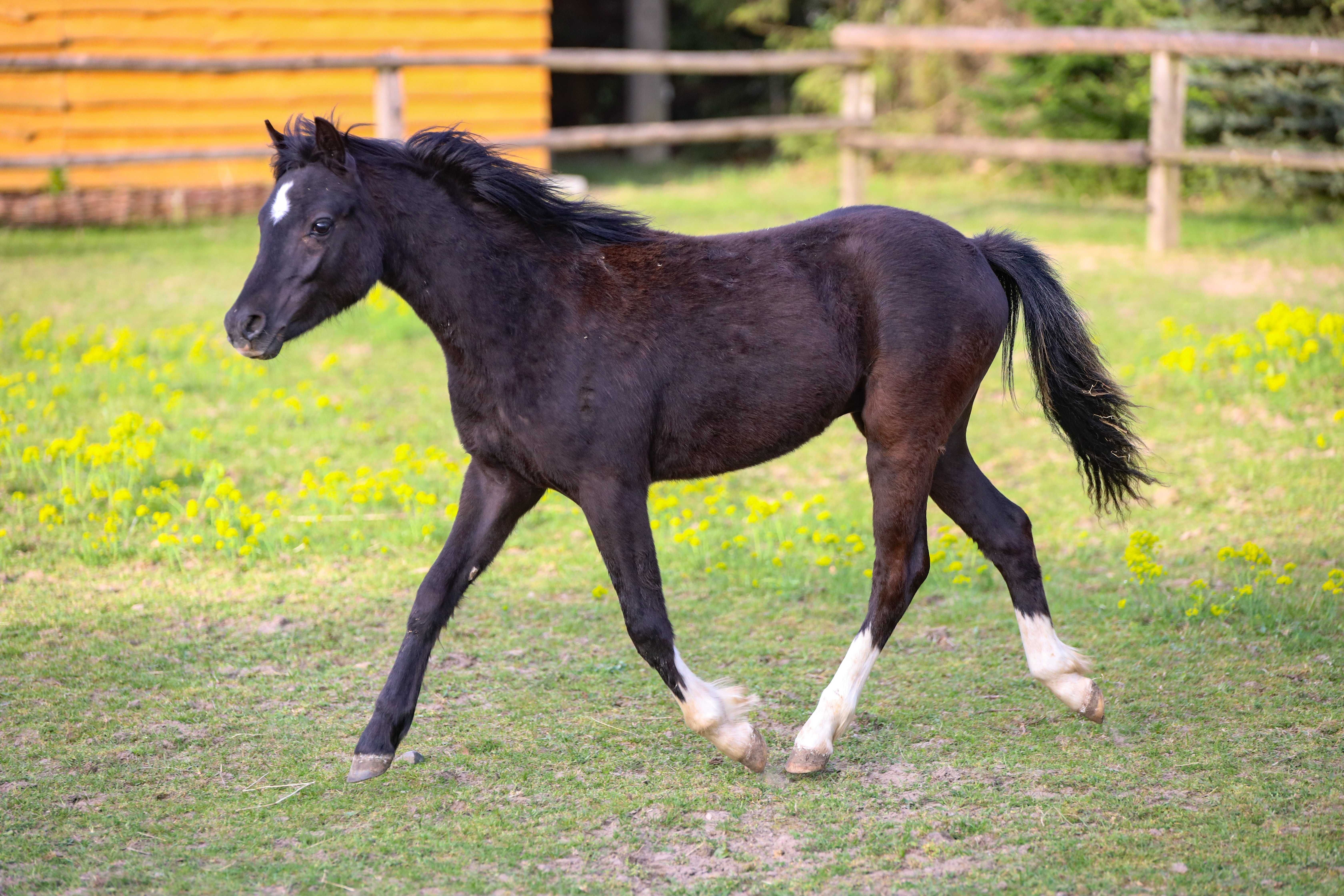 Ogierek roczny welsh pony grupa A