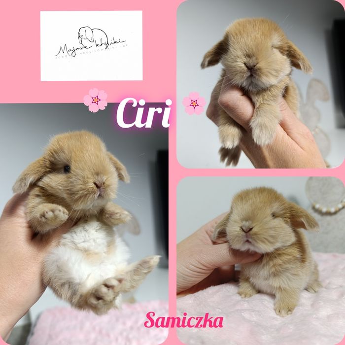 Królik króliczek mini lop hodowla zarejestrowana