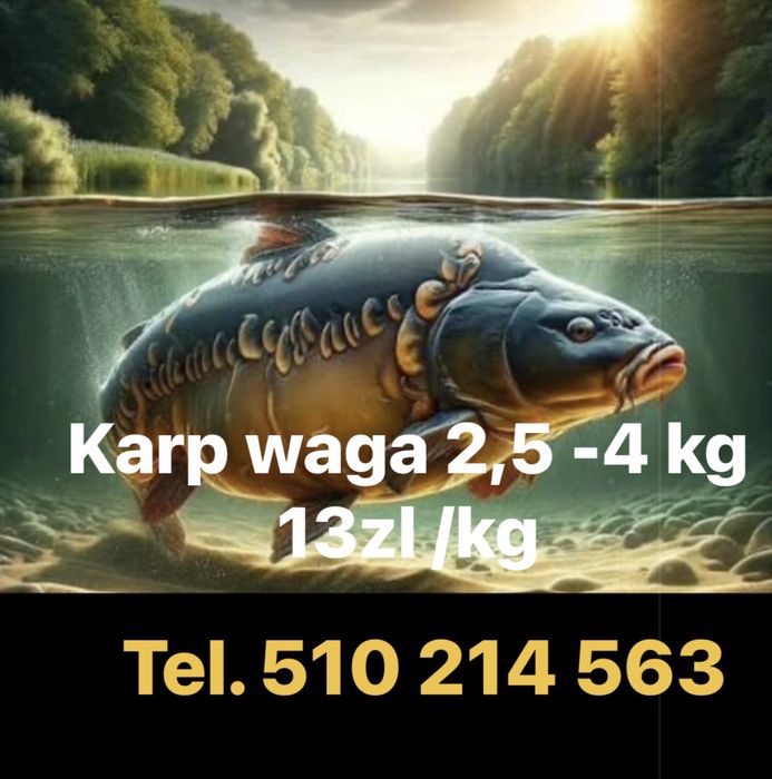 Karp waga 2,5-4kg Na lowisko i nie tylko