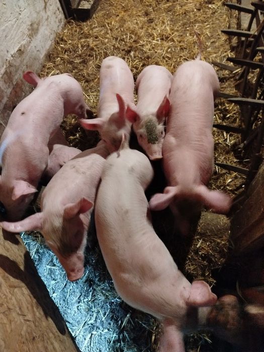 Продам поросят 2600грн