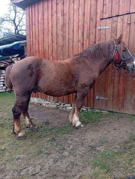 Продам коня 8 років