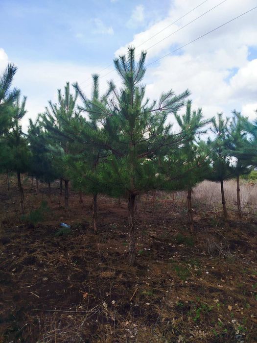 Продам рослини, туя брабант, смарагд, сосна кримська, сосна звичайна.