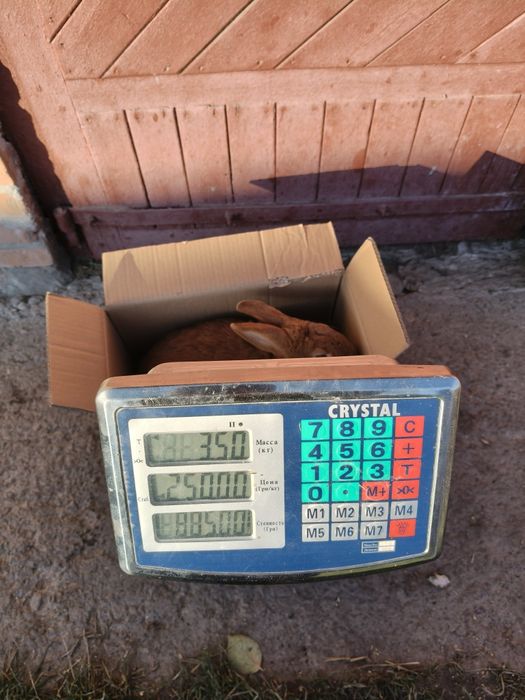 Кролі новозеландський червоний