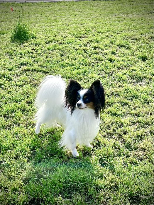 Papillion suczka po Champinie