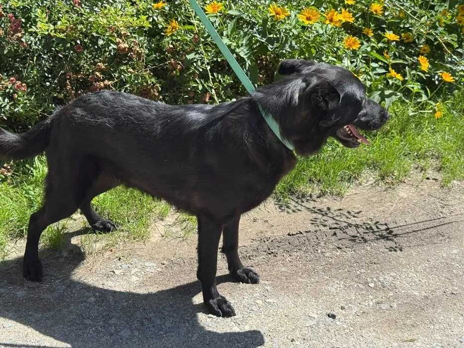 Piątek- kontaktowy i proludzki psiak w typie labradora