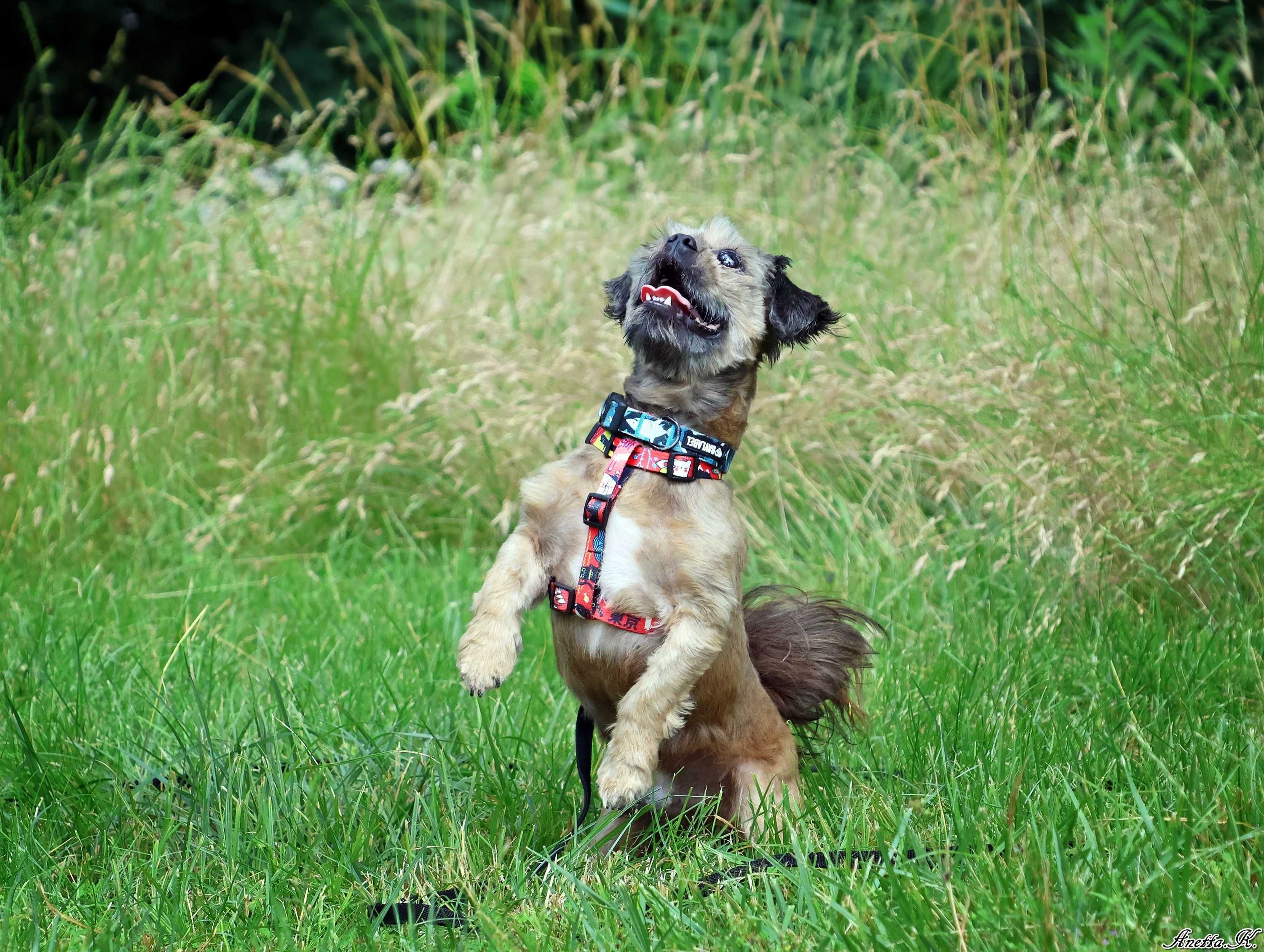 Młody pies shih tzu