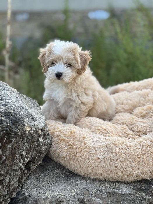 Самый прекрасный Мальтипу мини