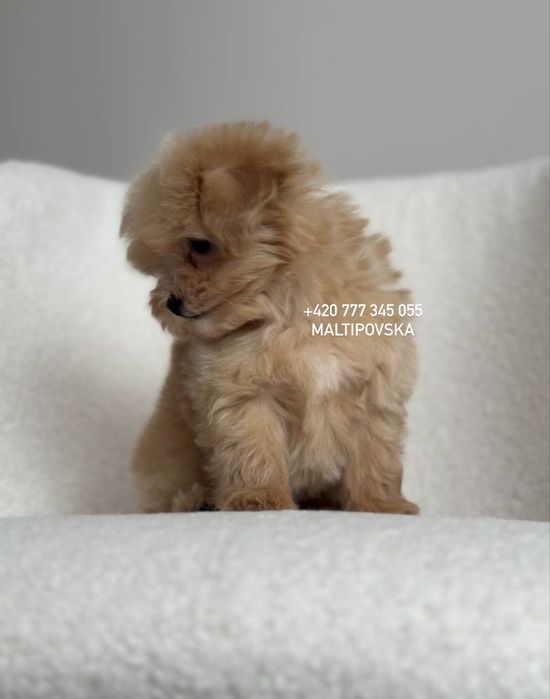 Очаровательные детки мальтипу ф1 и ф2