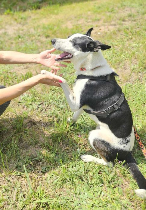 MARSHALL został zupełnie sam RATUNKU!