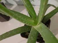 Aloes duży kilkuletni leczniczy