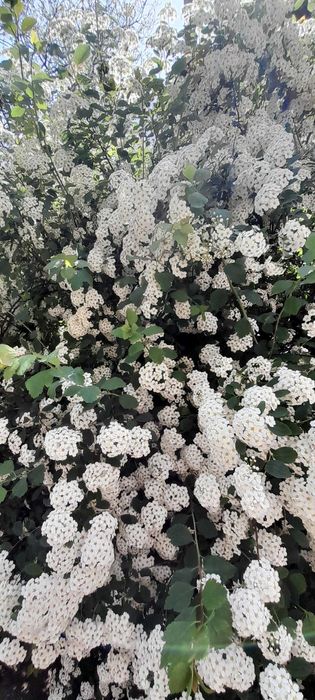 Продам участок в Аркадии. 5 соток. Под жилую застройку.