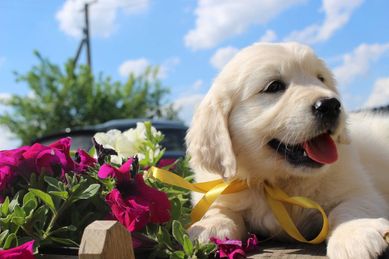 Golden Retriever *ZKwP FCI* gotowy do obioru piesek