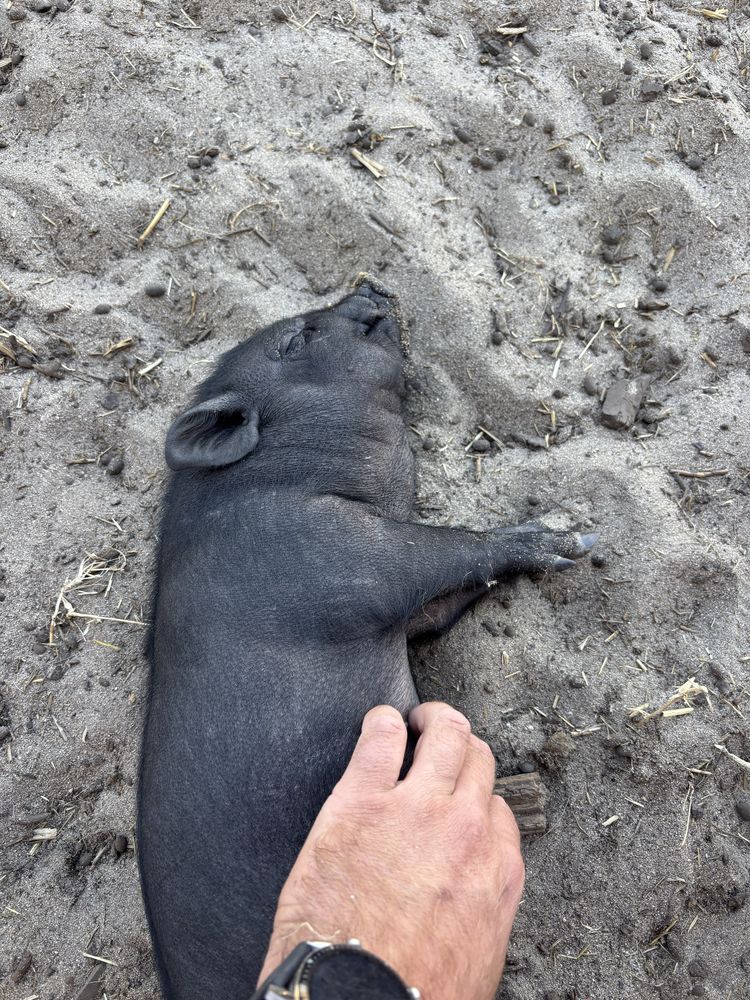 Mini Pig / Porco Anão