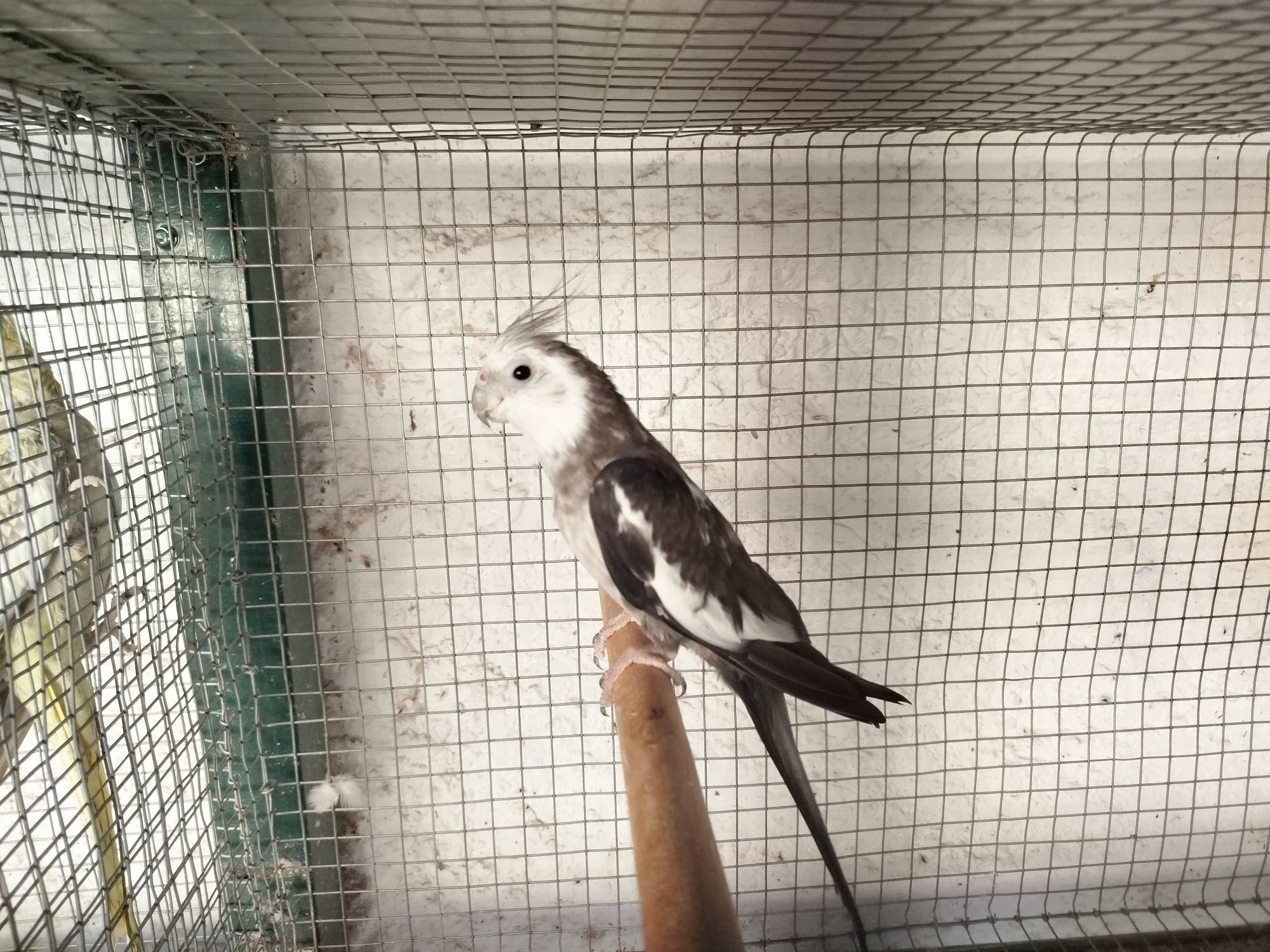 Caturra macho cinza