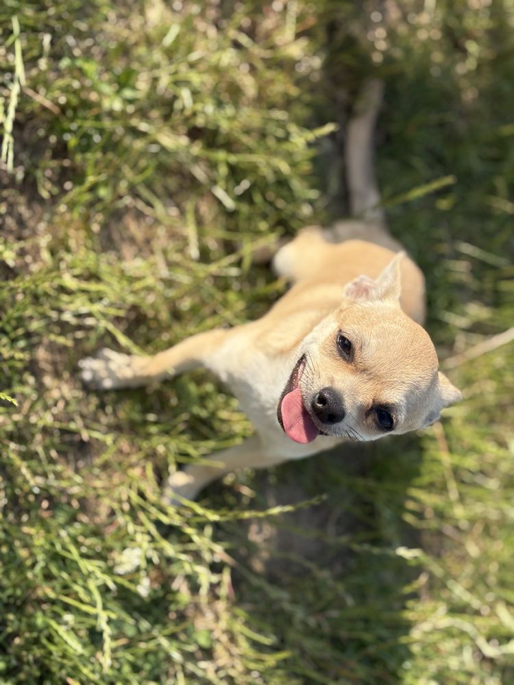 Chłopczyk chihuahua FCI