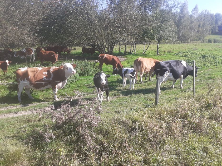 Cielęta bydlo oo