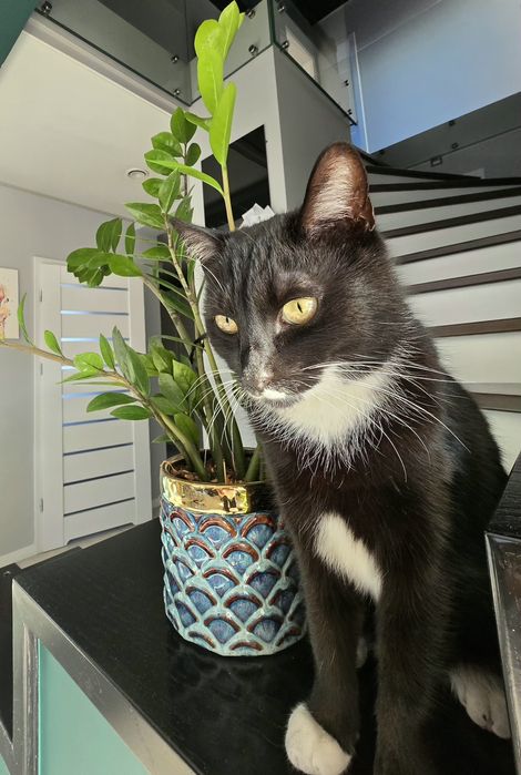 Zaginął kot- Rybnik Szczerbicka