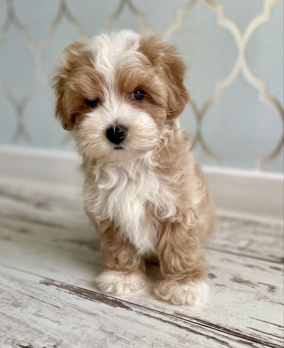 Maltipoo sunia F1