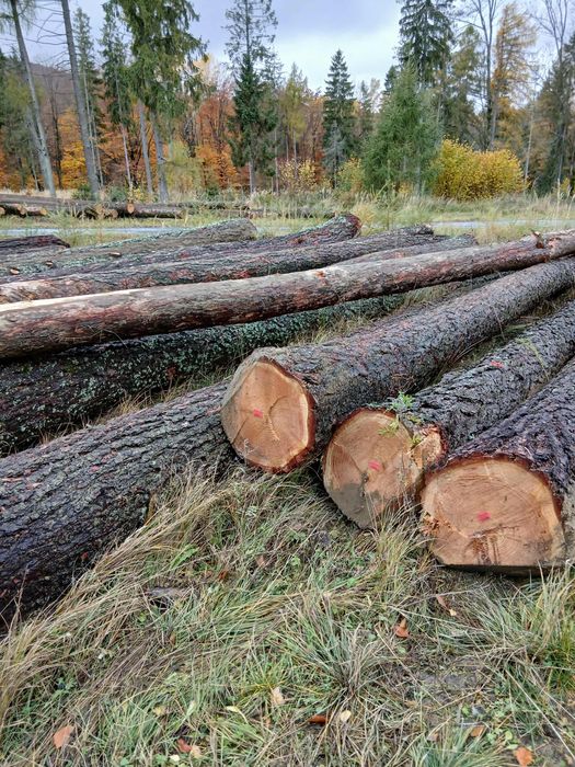 MODRZEW , dłużyca tartaczna , kloce