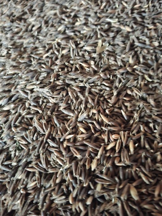 Owies gniady (czarny)