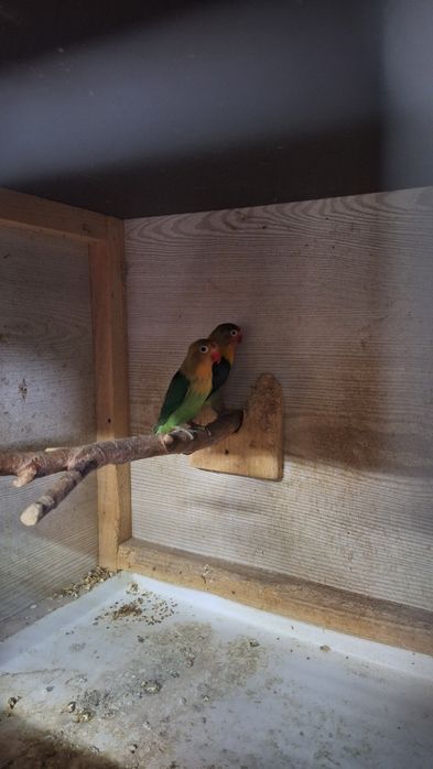 Sprzedam nierozlaczki jak na zdjeciu