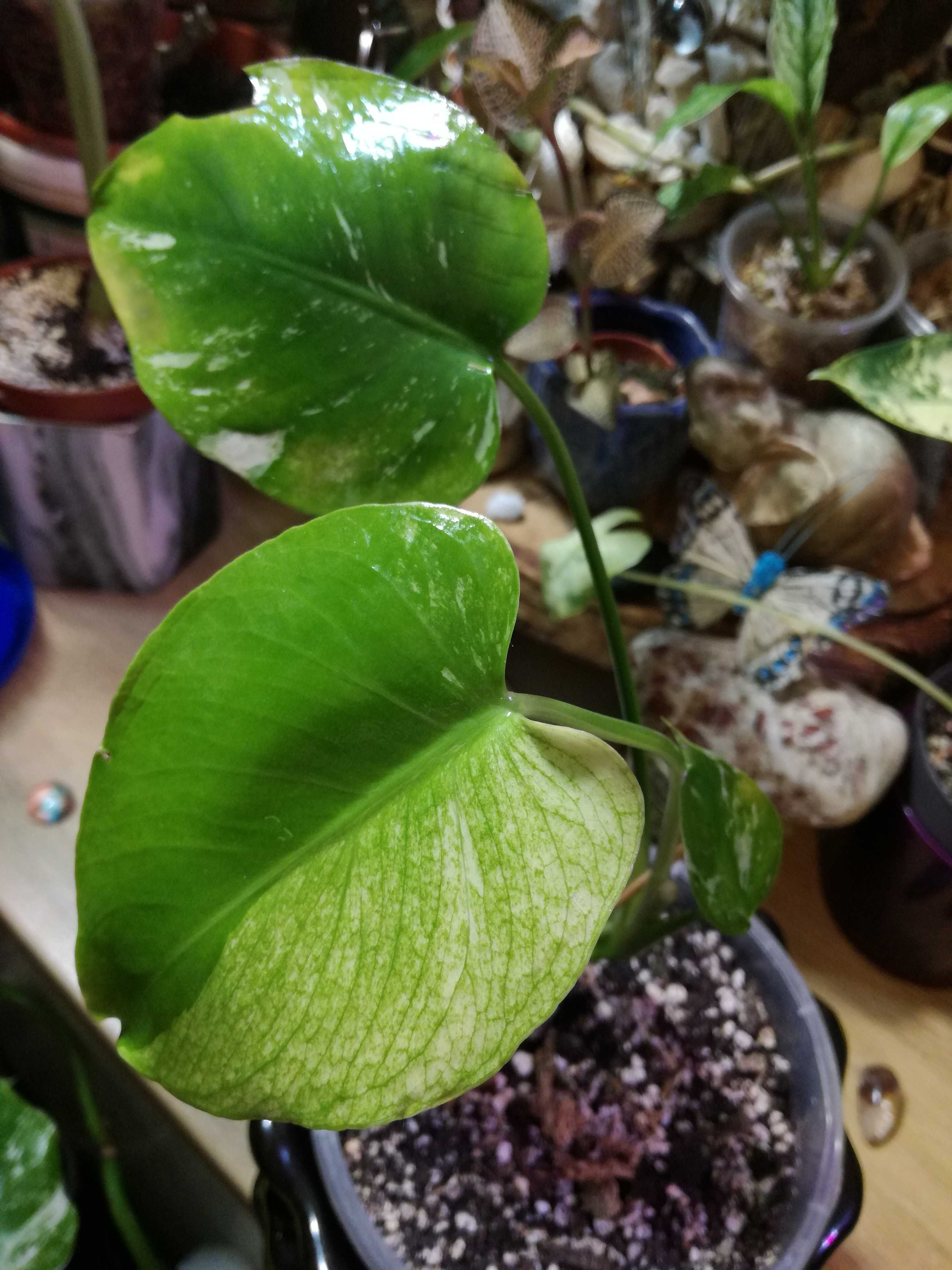 INTERNATIONAL Monstera SPHINX 3l ! Mint Variegata Platinum UNIKAT