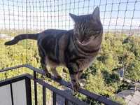 Siatka dla kota na balkon taras ogród, przeciw gołębiom, montaż siatki