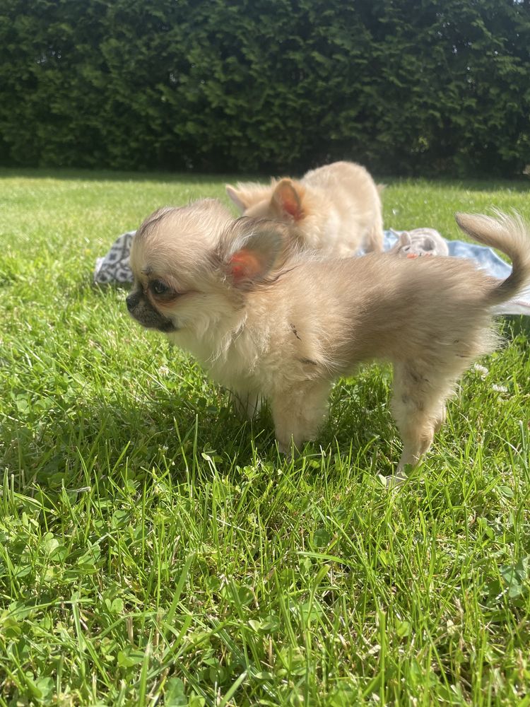 Chihuahua długowłosa mini mini